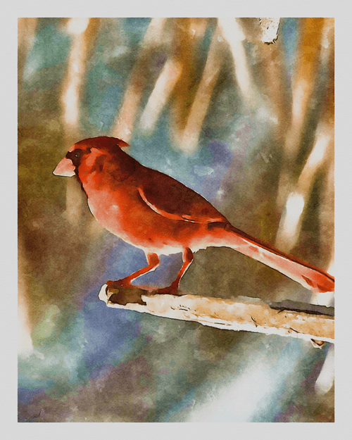 Watercolor - Cardinal 5