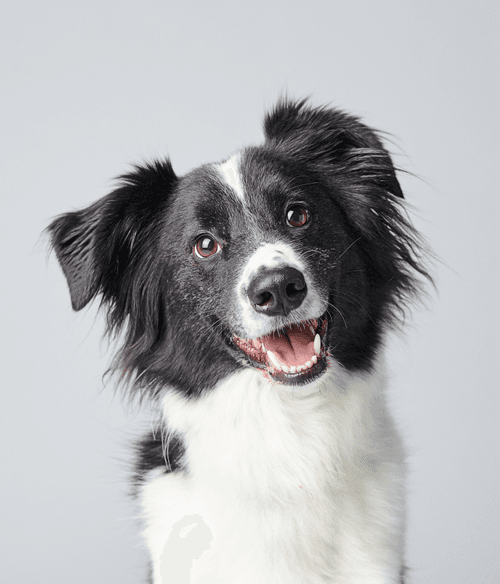 Border Collie #DA227