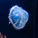 Jelly-Fish collection image