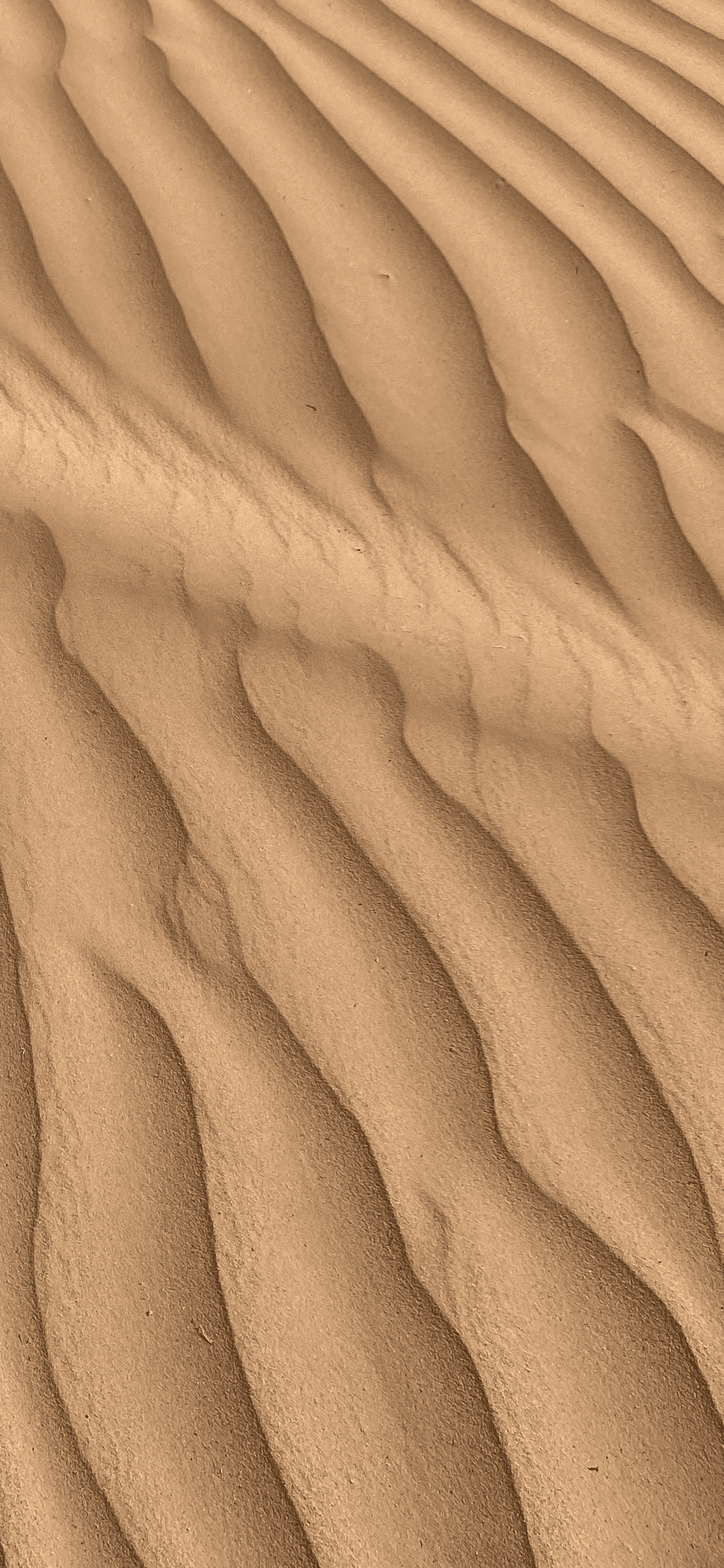 Sahara Sands #05