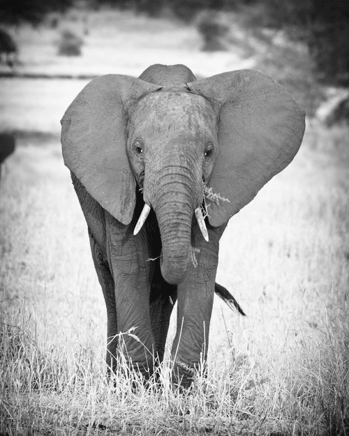 Wild Beauty in B&W