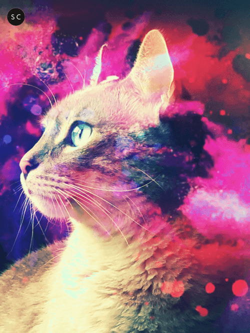 SpaceCat#3