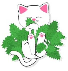 Catnip