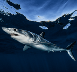 Mako Shark collection image