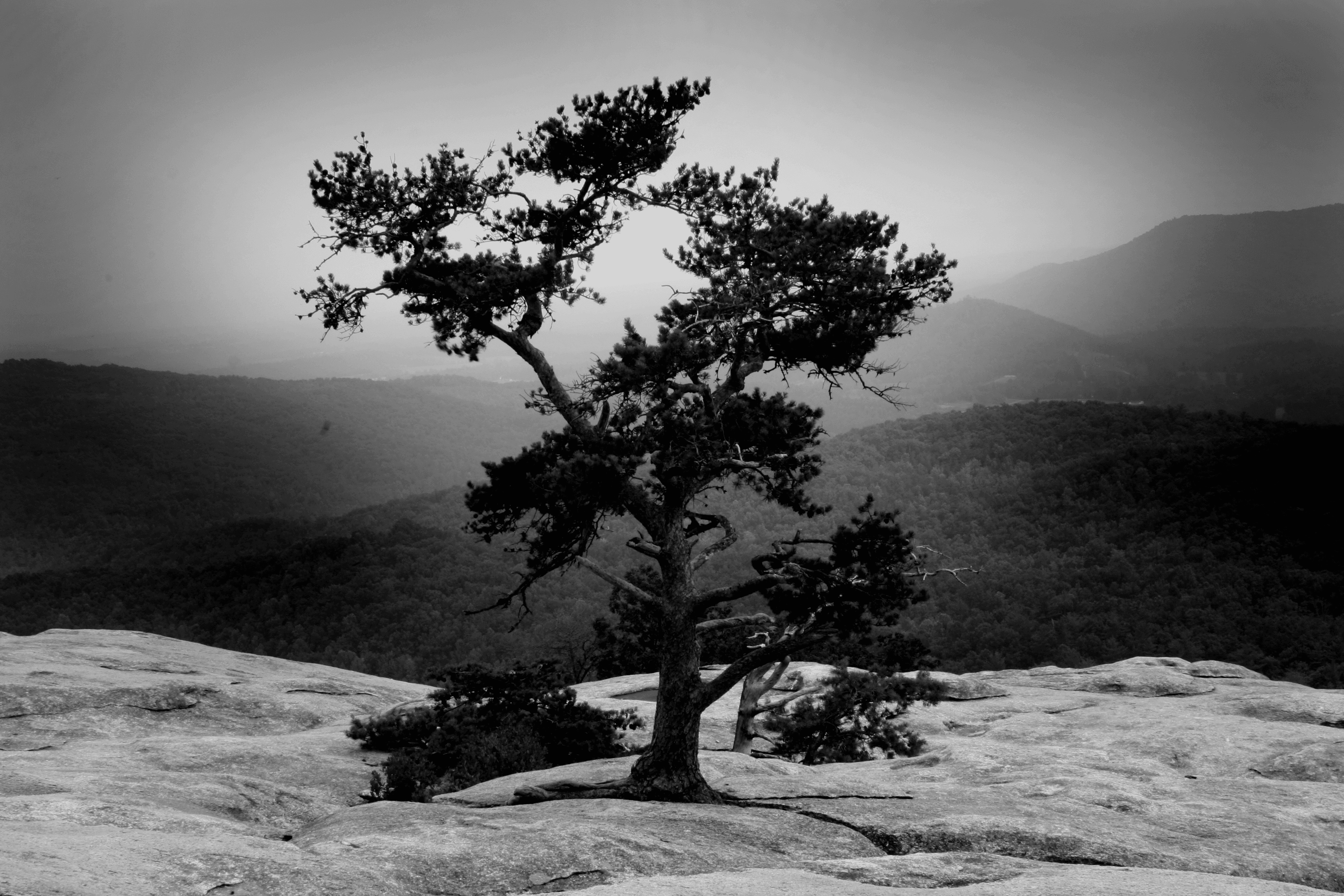 tall-tree-colecci-n-opensea