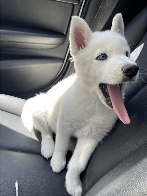 A little boy named Bear