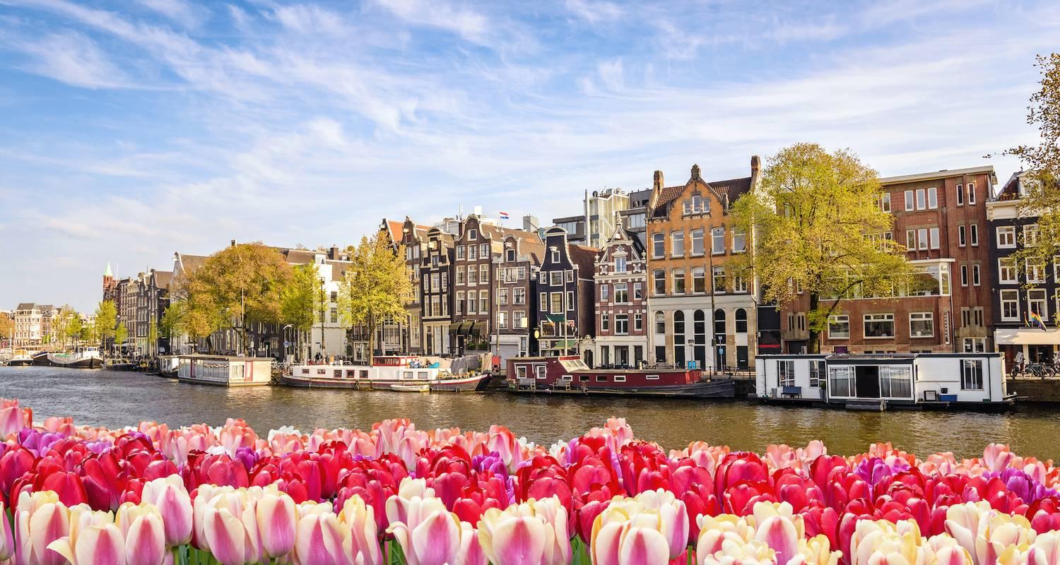 TulipsfromAmsterdam bannière