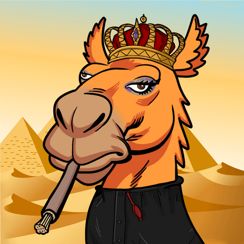 Dubai Camel #857