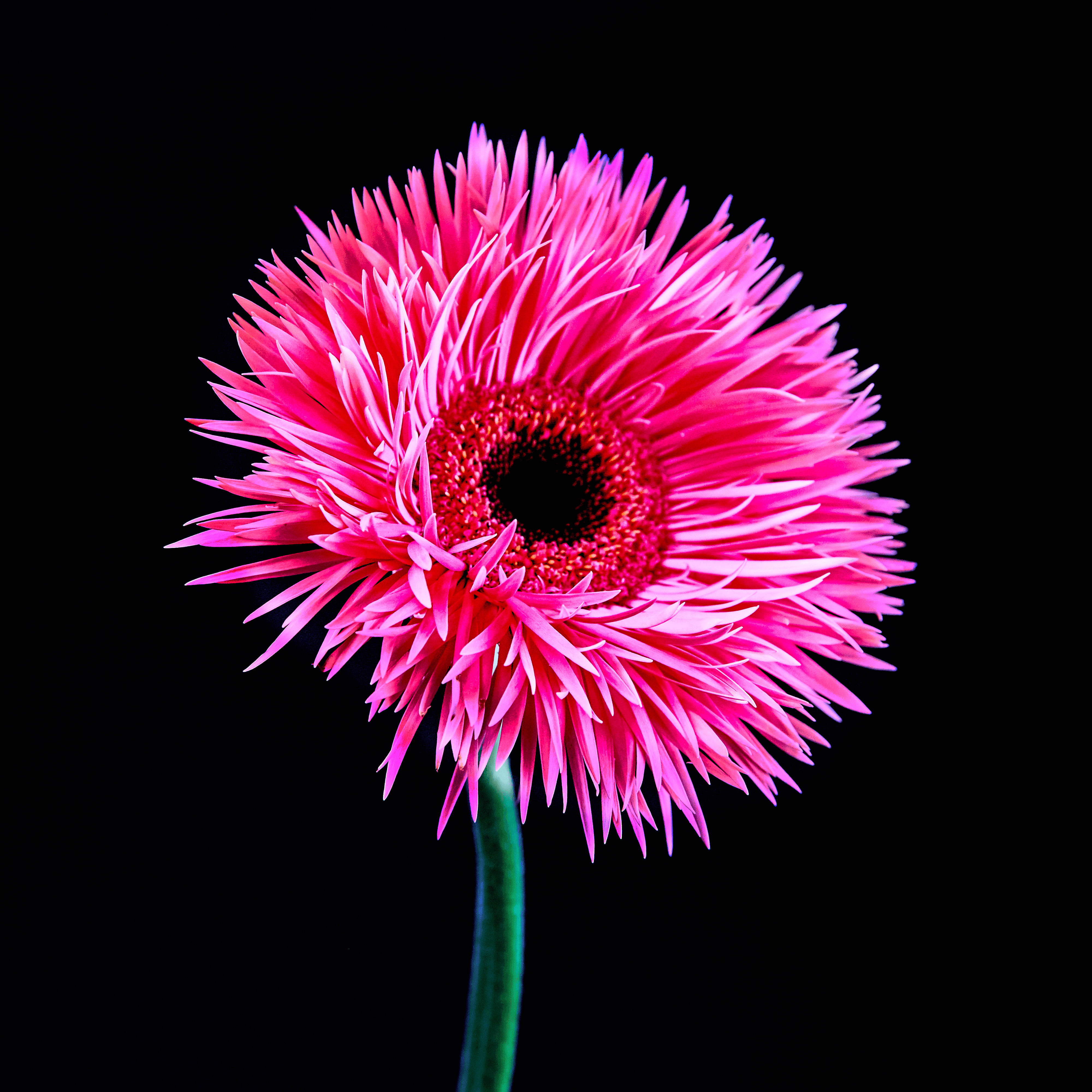 Flower #06