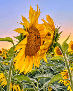 AZN Sunflowers collection image