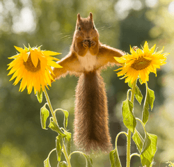 Awarded red squirrel photos collection image