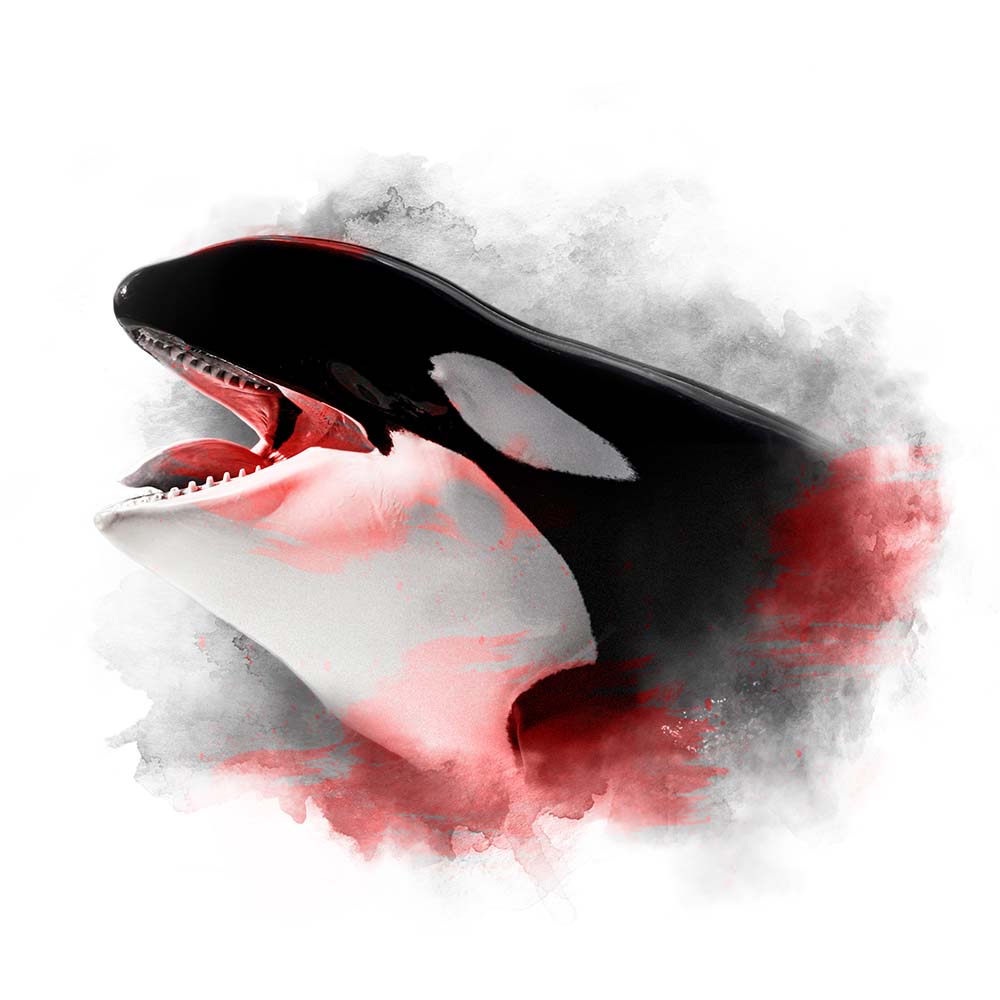 RED SERIES - ORCA