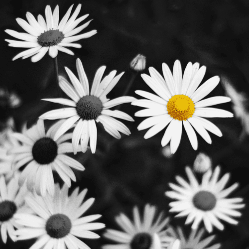 yellow dot daisy
