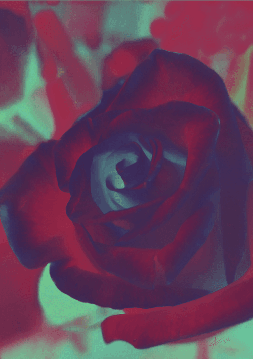 Red Rose - 03