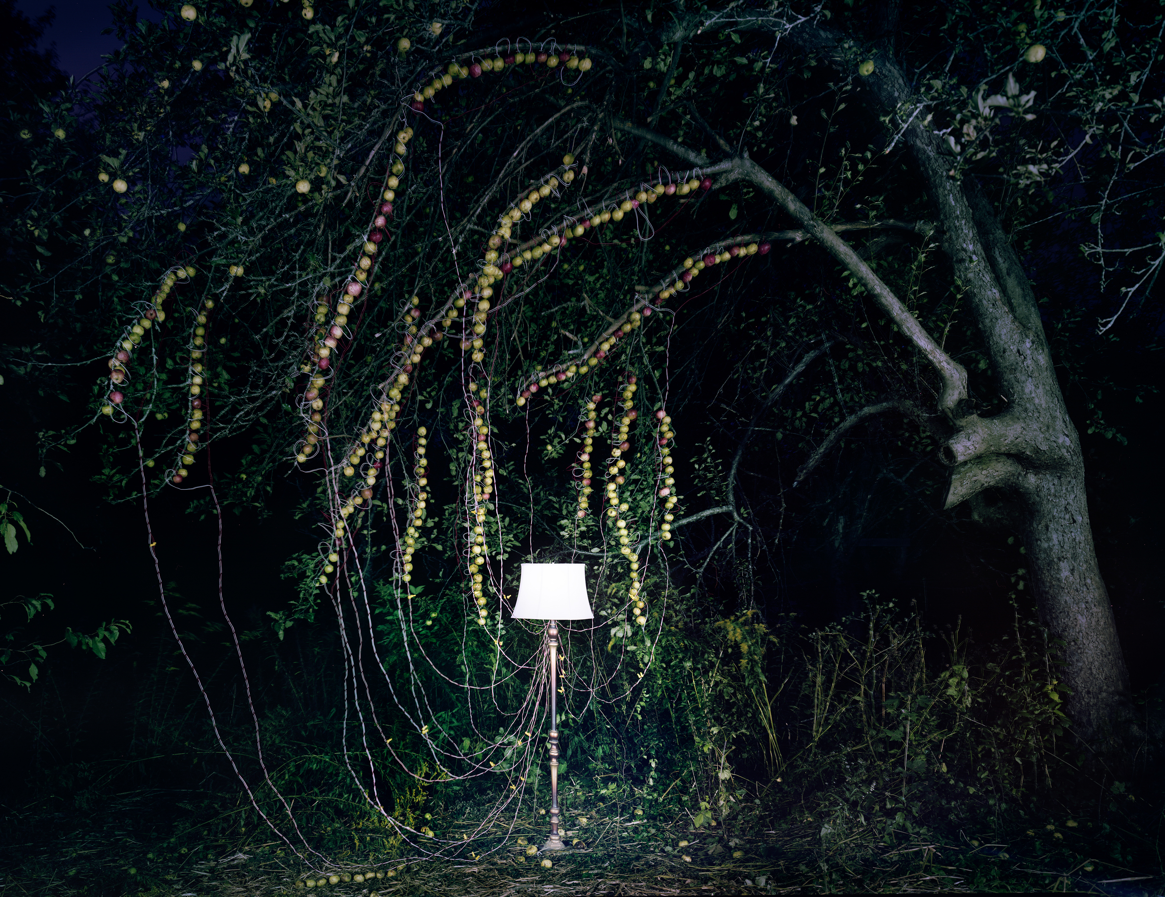 Back to Light - Arched Tree with LEDs, 2013