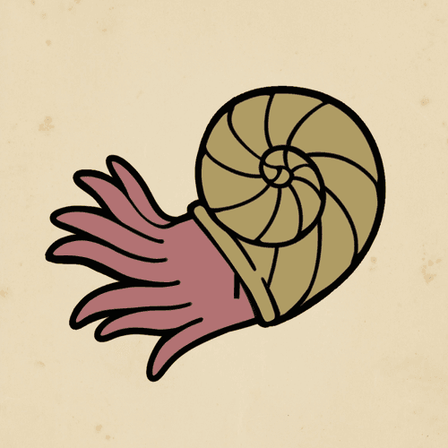 Ammonite