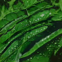 Morning Dew collection image