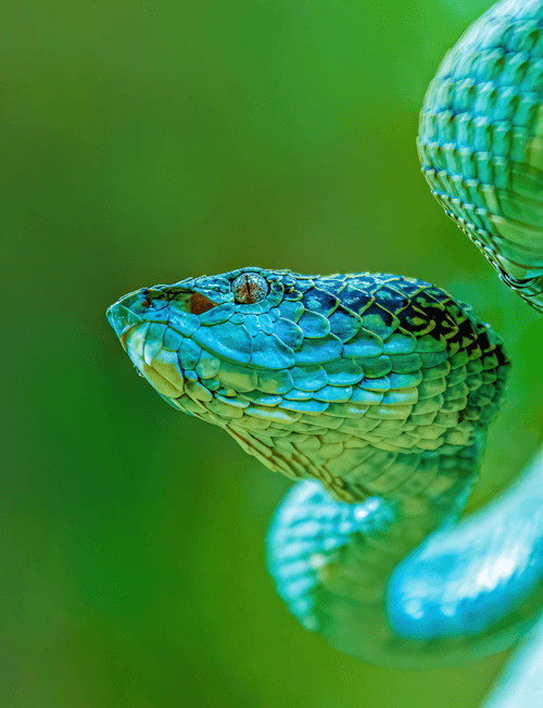 Malabar pit viper bluish green morph