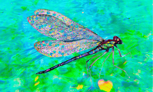 Dragonflies and collectibles