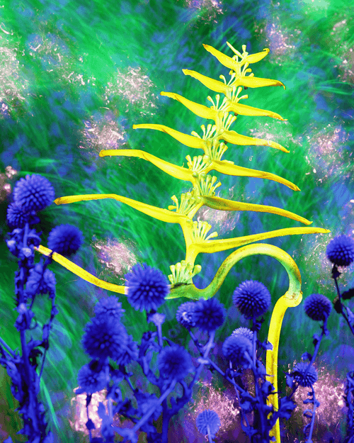 Yellow Orchid; 'Psychedelic Pioneers' by Dean Chamberlain