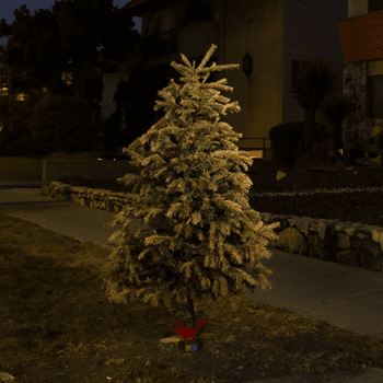 The Unbearable Sadness of Christmas Trees