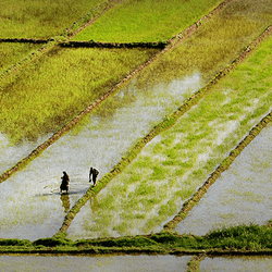 Paddy Field and Geometry collection image