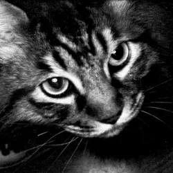 Chrome the Cat collection image