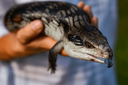 ORIGINAL Blue-tongued Skink  1/9