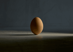 chicken.photos - The Egg collection image