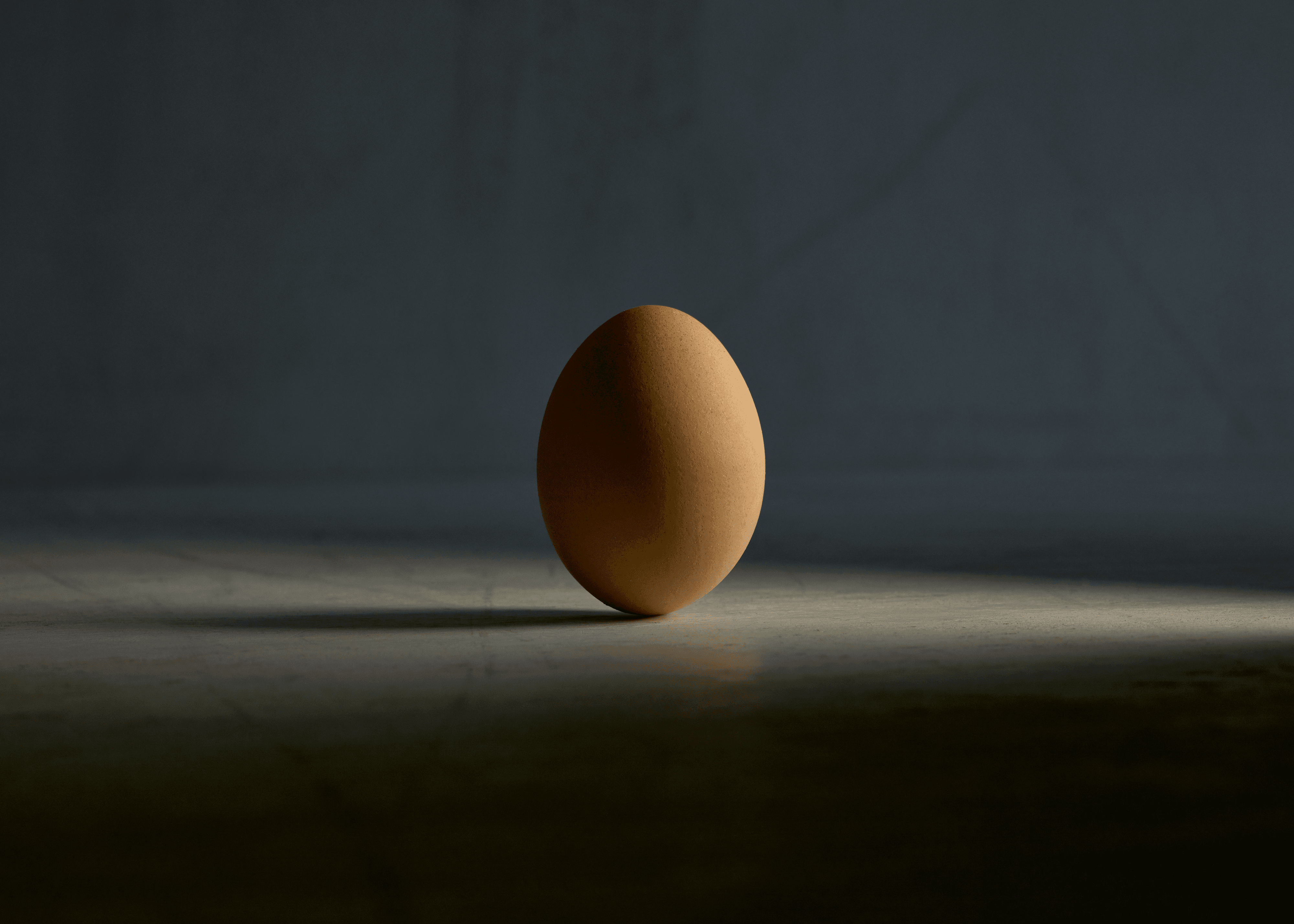 chicken.photos - The Egg