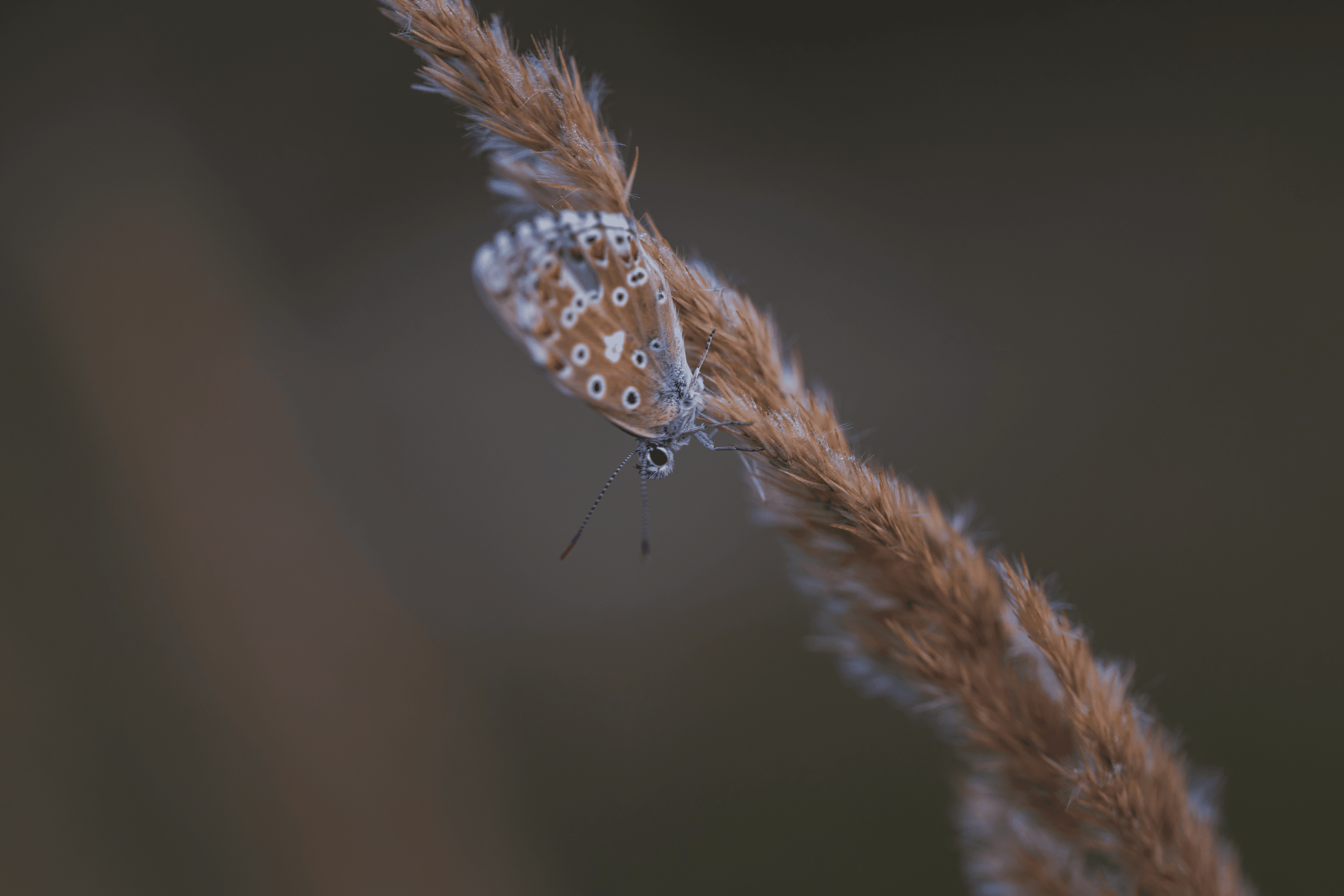 Lycaenidae - Aricia agestis