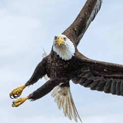 Bald Eagles of British Columbia collection image