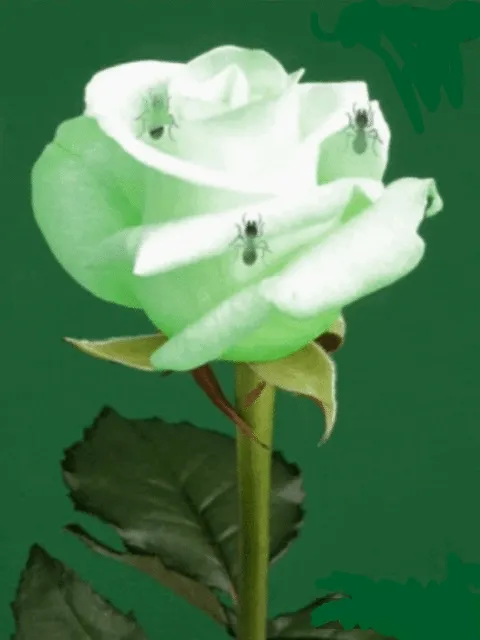 NevahEN Flowers (Ants n it Rose)