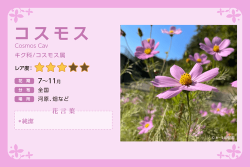Cosmos_Description_JPN