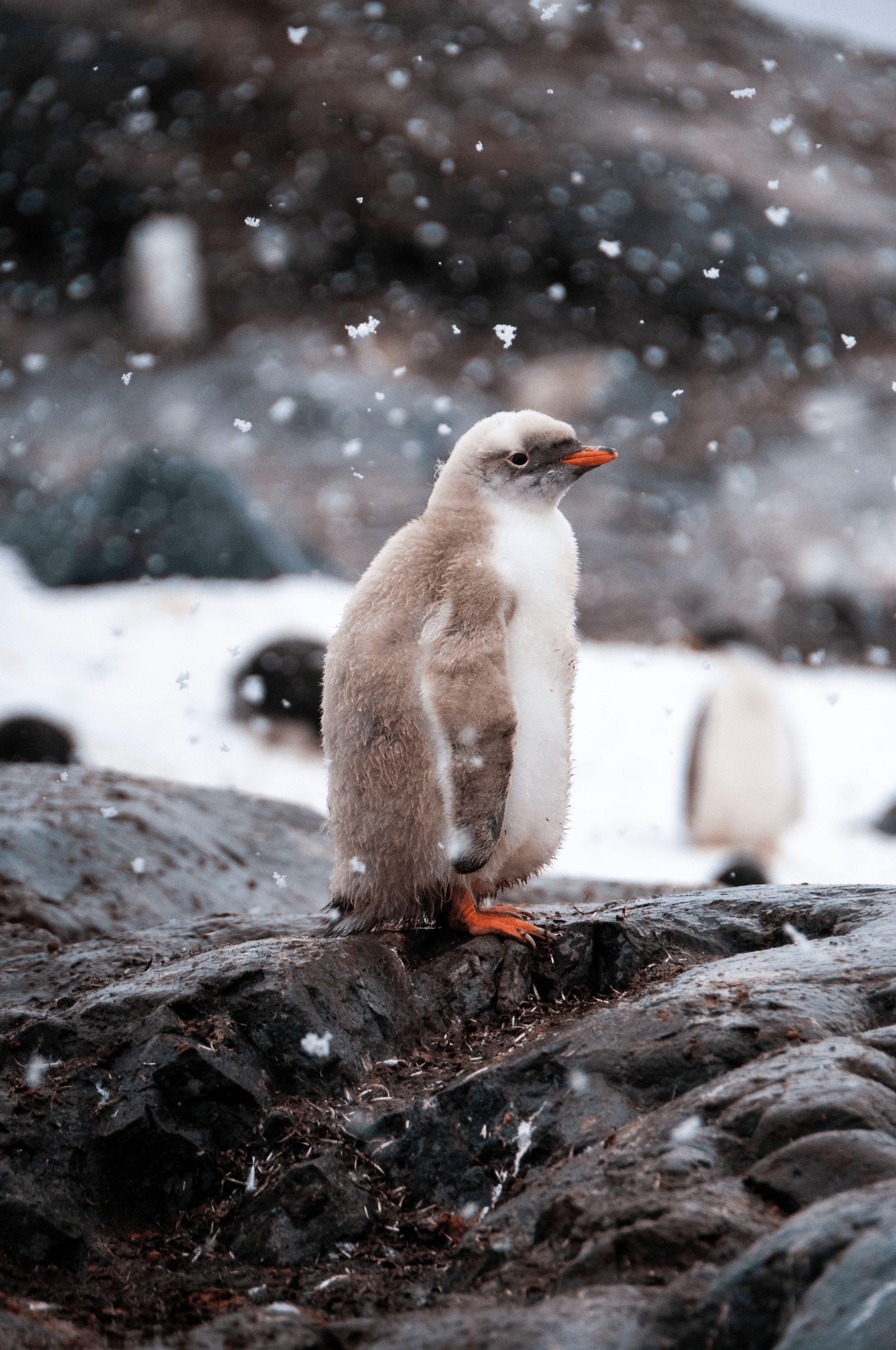 Solitary Contentment - Lucy The Rare White Leucistic Penguin Chick in Antarctica