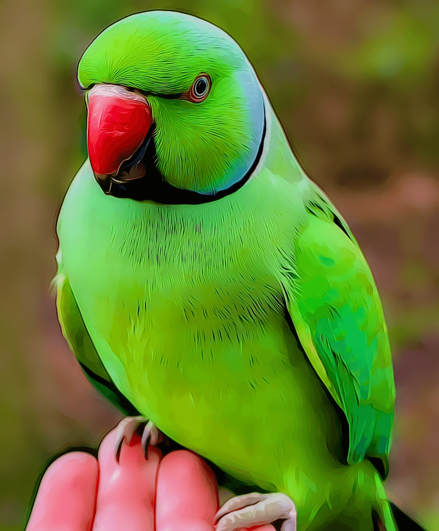 lovebirds for sale near me in mitchells plain