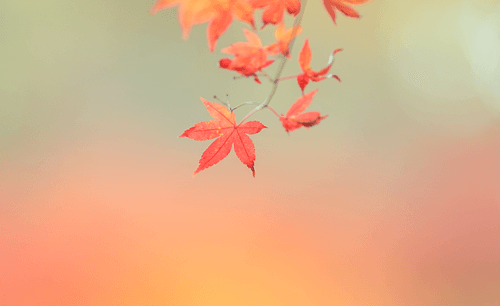 Maple#21