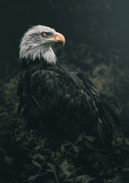 Forces of Nature V3
