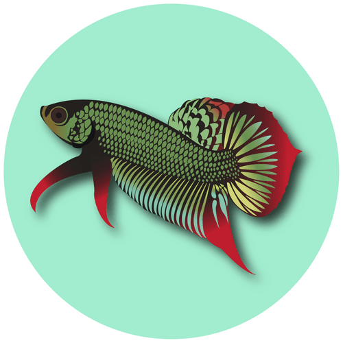 Wild Betta Siam Chaiyasit Collection