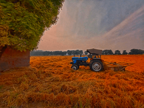 Royal in Field