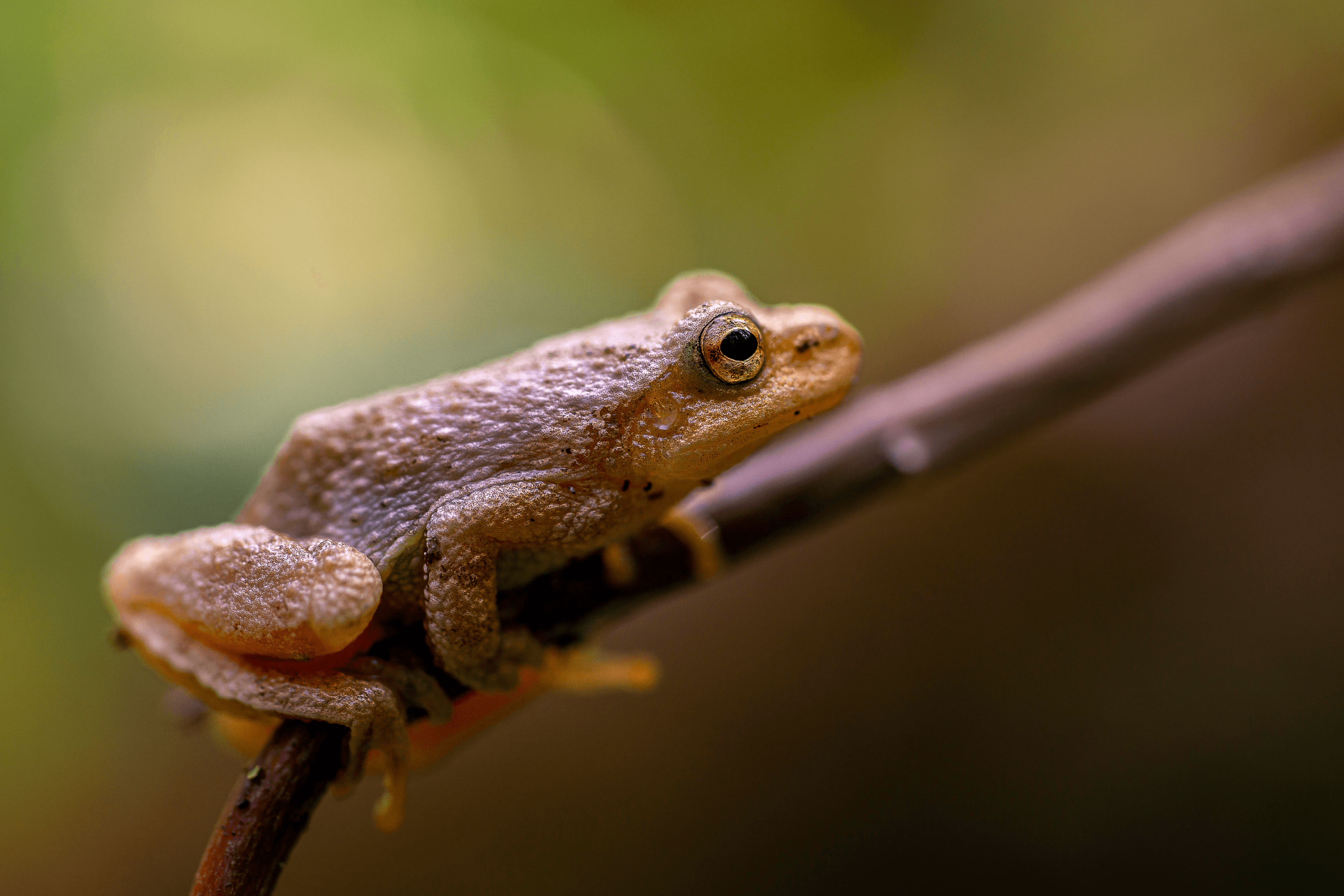 Spring peeper frog macro
