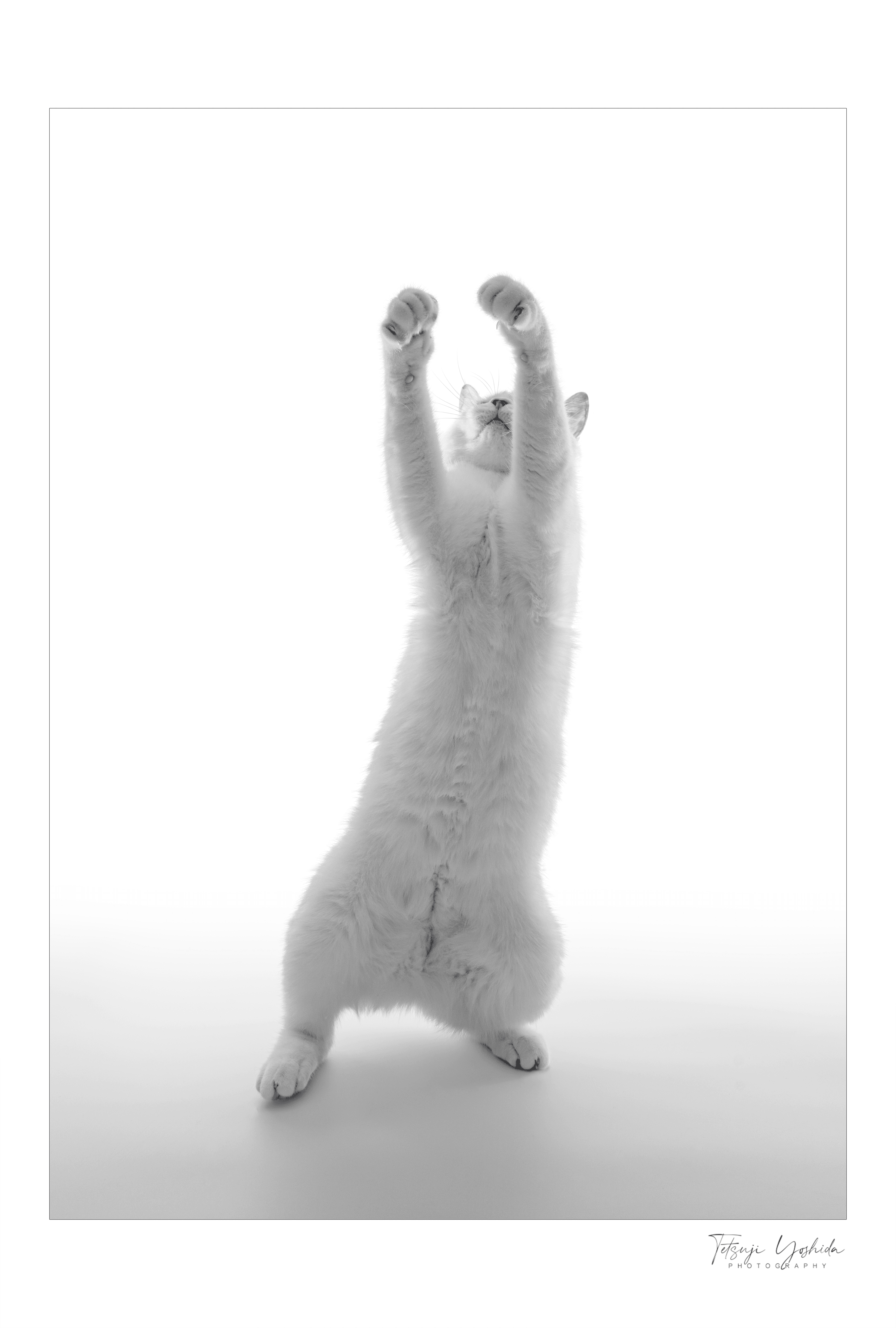 Teto the white cat "Dancing"