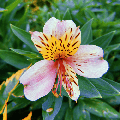 Astromelia 
