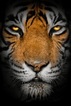 TIGER TRAILS INDIA collection image