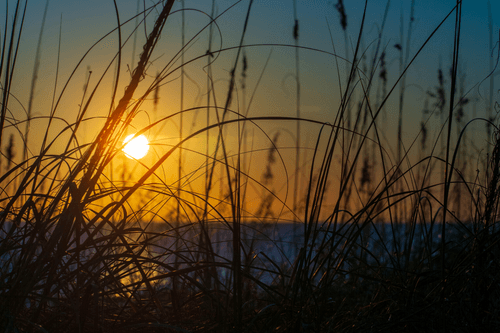 Golden Oats