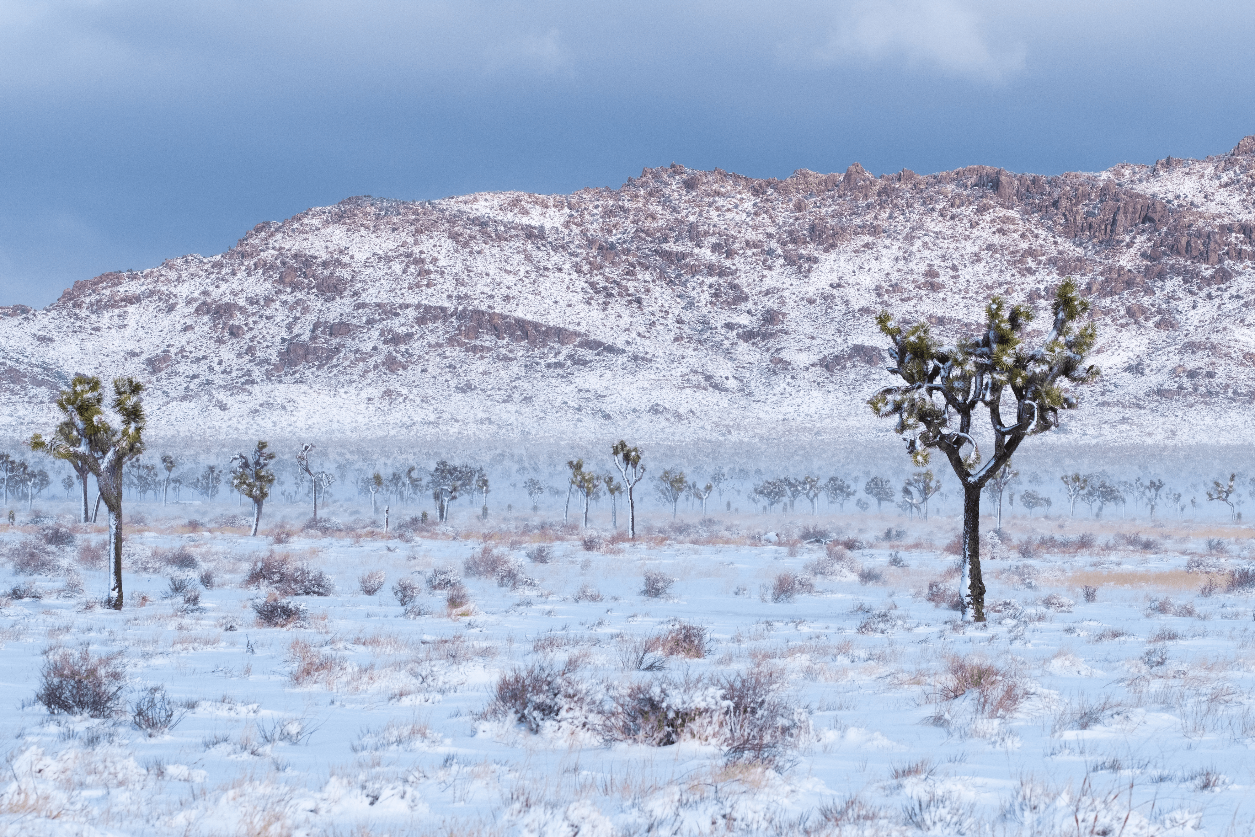 Joshua Tree in Winter #49