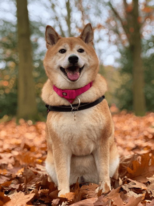 Ven Shiba NFT