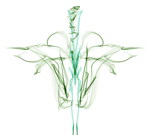 Botanical Prints