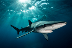 Blue Shark BCS collection image