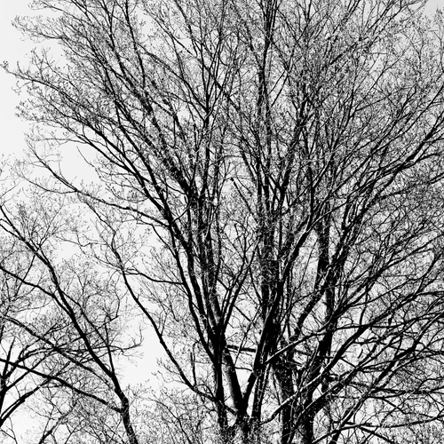 Tree #69